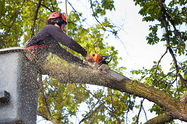 Tree and Shrub Care in Fair Plain, MI