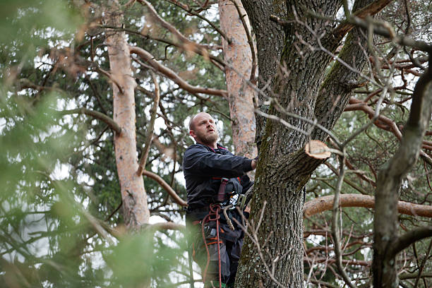 Leaf Removal in Fair Plain, MI